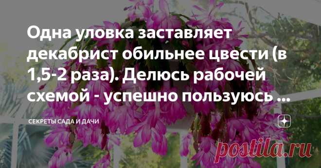 Одна уловка заставляет декабрист обильнее цвести (в 1,5-2 раза). Делюсь рабочей схемой - успешно пользуюсь ей каждый год Пламенный салют, товарищи цветоводы!
Хотите заставить декабрист пышно цвести? Обычно растение справляется с задачей массового набора бутонов самостоятельно, когда приходит время. Но отдельные экземпляры могут капризничать и скупиться на цветы. Расскажу Вам схему, стимулирующую рост новых и новых бутонов.
Чего желает декабрист в домашних условиях?
Для нач...
