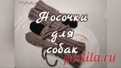 Носочки для собак, вязание спицами
