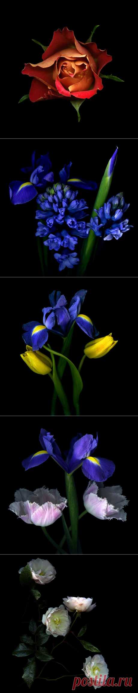 Красота на черном фоне..