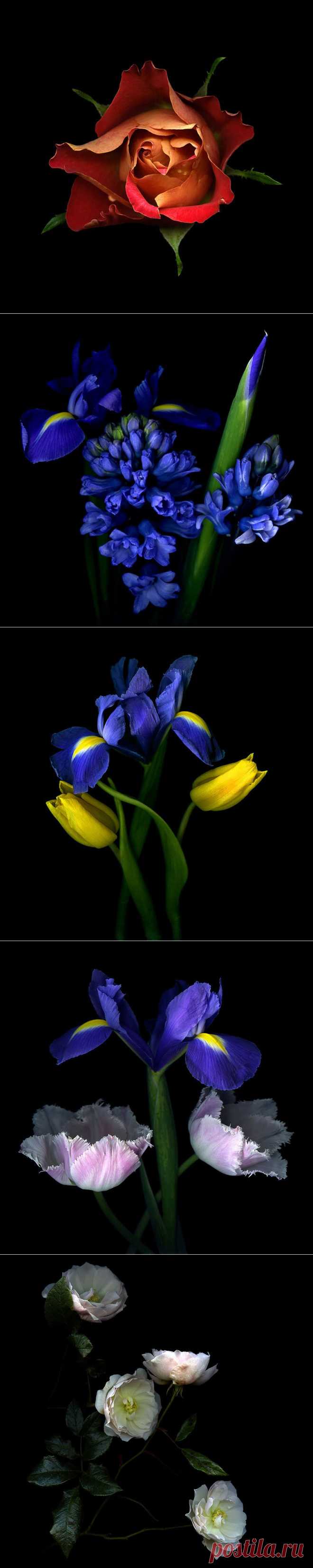 Красота на черном фоне..