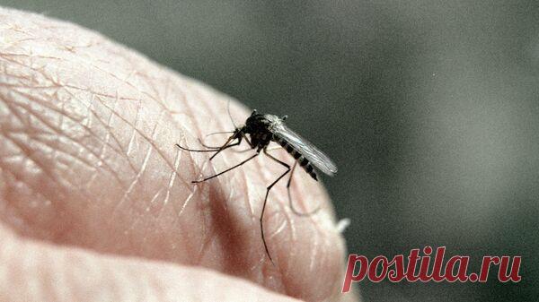 ВОЗ: заболеваемость малярией в 2022 году возросла на 16 миллионов случаев