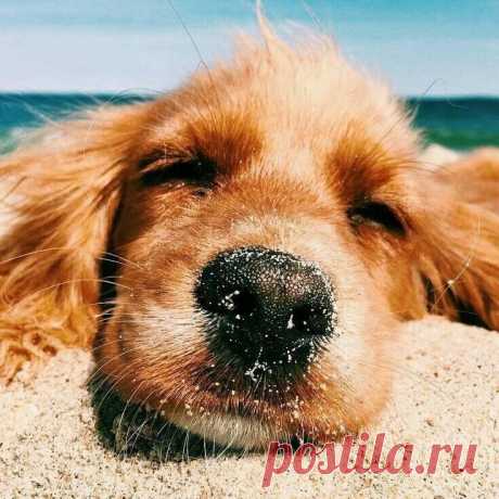 Собачий нос не продают в аптеке,
А хвостик не включается щелчком.
Но ото всех болезней в целом свете
Излечивают игры со щенком.
Прогулка в парке лечит раны сердца,
А звонкий лай врачует душу нам.
И если плохо, если не согреться,
Щенок, как грелка, ластится к ногам.
Глазенки-бусинки заглядывают в вечность,
И у хозяев, как по волшебству,
Проснётся вместо безнадёги нежность
И искренняя вера в доброту.
Пусть говорят, что это бред и враки,
Но это правда, что тут говорить:
Нет в...