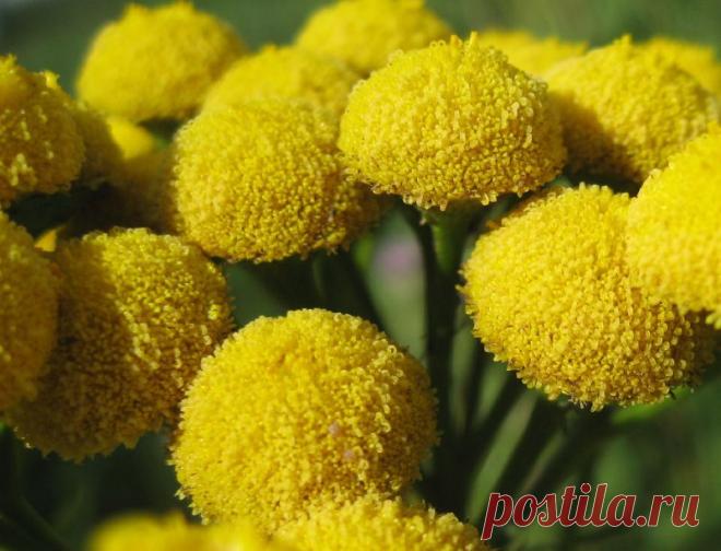 Пижма при задержке месячных: отзывы о применении отвара пижмы