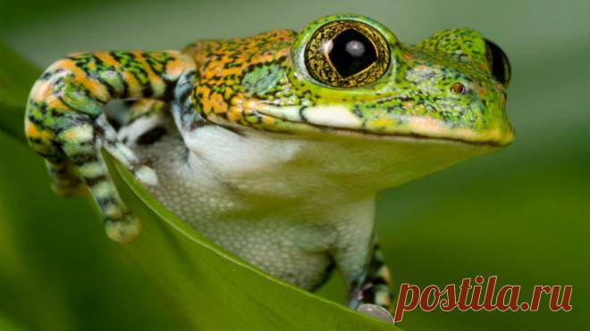 Притча о глухой лягушке Однажды лягушки решили соревноваться между собой, кто первый взберется на вершину высокой горы. Желающих лягушек поучаствовать в этом соревновании оказалось немало.