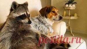 «Собачья жизнь» енота по имени Тыковка