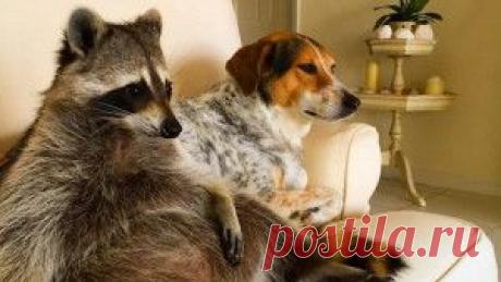 «Собачья жизнь» енота по имени Тыковка