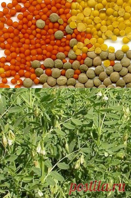 Как самим вырастить чечевицу. Чечевица растение однолетние высотой 15-70 см. Вегетационный период у нее колеблется от 40 до 110 суток. Это зависит от сорта и от района выращивания. До цветения чечевица растет медленно, зато потом интенсивно набирает силу.
Напишу несколько основных условий для получения хорошего чечевичного урожая.