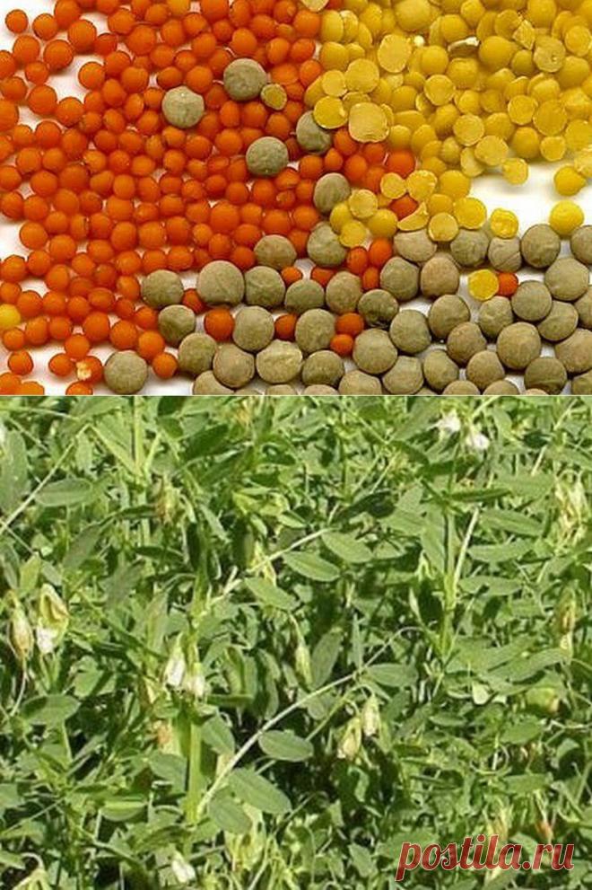 Как самим вырастить чечевицу. Чечевица растение однолетние высотой 15-70 см. Вегетационный период у нее колеблется от 40 до 110 суток. Это зависит от сорта и от района выращивания. До цветения чечевица растет медленно, зато потом интенсивно набирает силу.
Напишу несколько основных условий для получения хорошего чечевичного урожая.