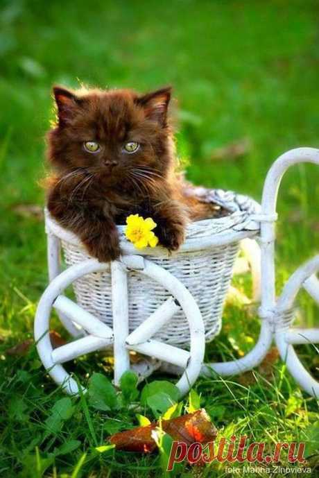 БЕЗ КОТА И ЖИЗНЬ НЕ ТА