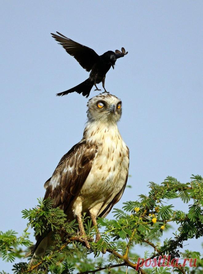 ТАКОГО ВЫ ЕЩЕ НЕ ВИДЕЛИ! БЕССТРАШНАЯ ВОРОНА (7 ФОТО)