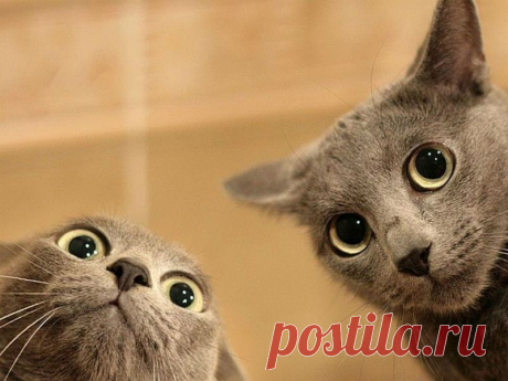 13 причин завести кошку, если у вас её ещё нет. Ну, или ещё одну, если есть | Пропорции счастья