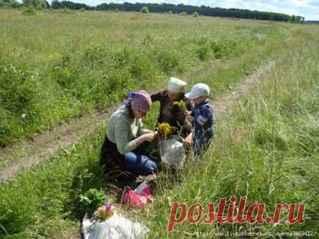 ДЕЗИНФИЦИРУЮЩИЕ И БАКТЕРИЦИДНЫЕ РАСТЕНИЯ
