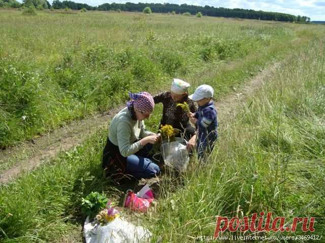 ДЕЗИНФИЦИРУЮЩИЕ И БАКТЕРИЦИДНЫЕ РАСТЕНИЯ