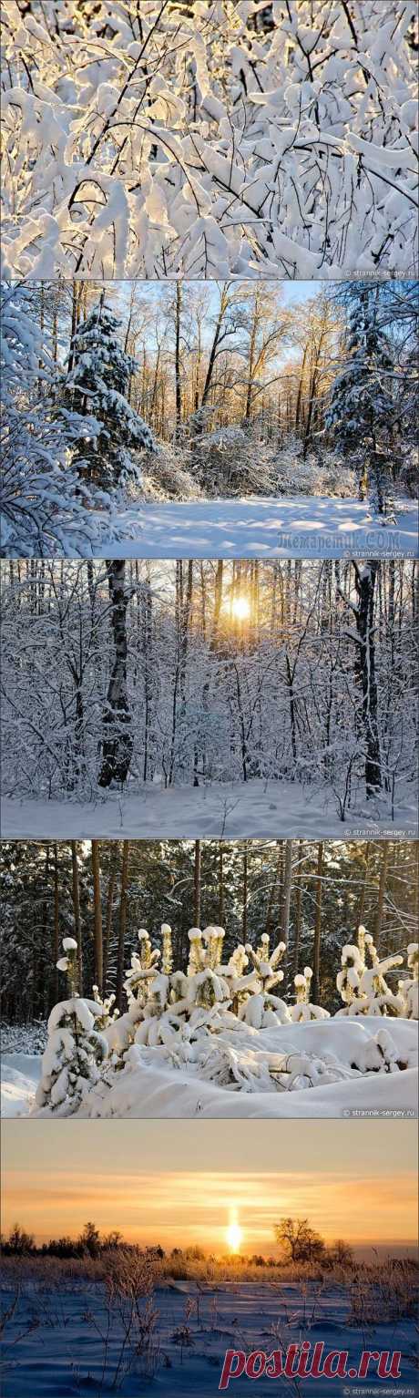 Сладкий пир в зимнем лесу