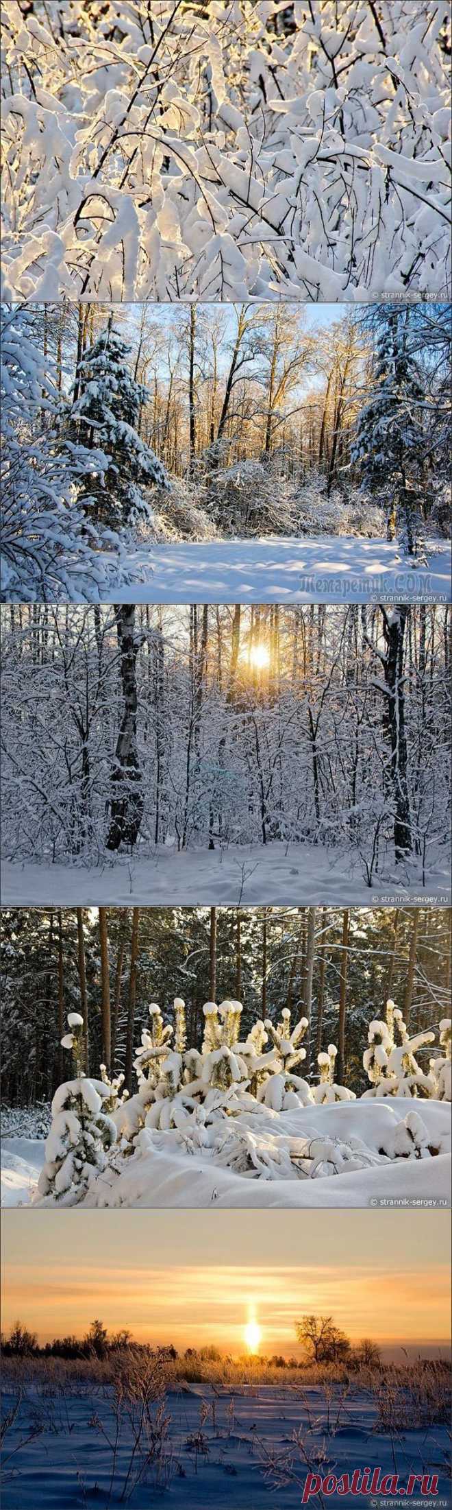 Сладкий пир в зимнем лесу