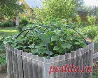 Куб для огурцов
Это мое любимое сооружение на огороде. Когда все вокруг удивляются, как много огурцов я собираю, и спрашивают, сколько их посажено, я хладнокровно отвечаю – девять – и жду реакции. Да, всего 9 семечек, зато с середины июня и до середины сентября идет сбор урожая. Не менее 6-7 ведер отборных огурчиков за лето. 
Продолжение на сайте: https://posovetuyu.ru/kub-dlya-ogurcov.html