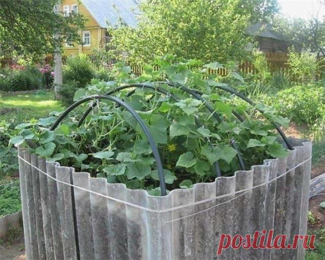 Куб для огурцов
Это мое любимое сооружение на огороде. Когда все вокруг удивляются, как много огурцов я собираю, и спрашивают, сколько их посажено, я хладнокровно отвечаю – девять – и жду реакции. Да, всего 9 семечек, зато с середины июня и до середины сентября идет сбор урожая. Не менее 6-7 ведер отборных огурчиков за лето. 
Продолжение на сайте: https://posovetuyu.ru/kub-dlya-ogurcov.html