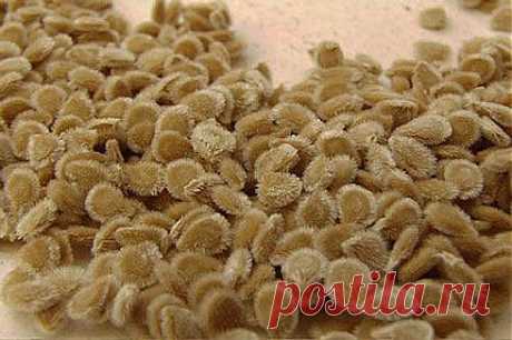 Форум цветоводов и огородников • Просмотр темы - Способы обеззараживания семян