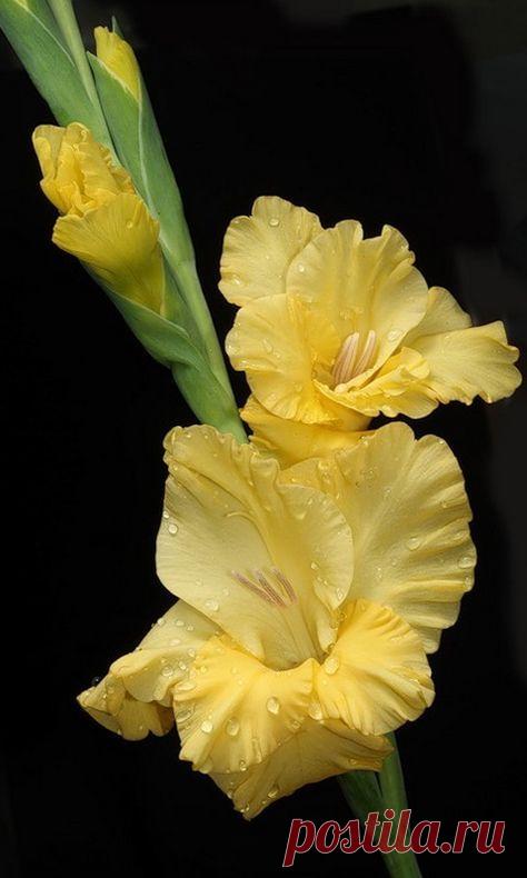 Пин на доске яГЛАДИОЛУСЫ