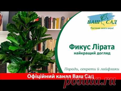 Фікус Лірата: Найкращий догляд, лайфхаки та секрети розмноження! Ваш сад
