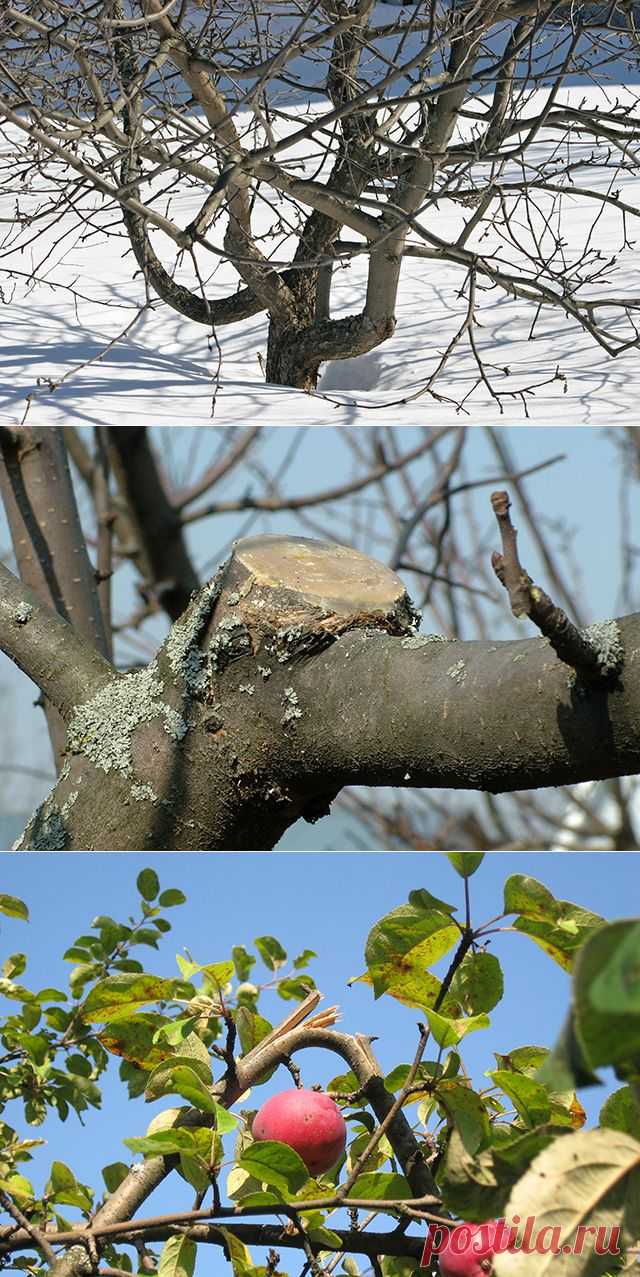 Как подлечить травмированное дерево — 6 соток