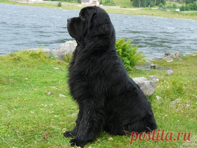 Помощь бездомным животным г.Минска!