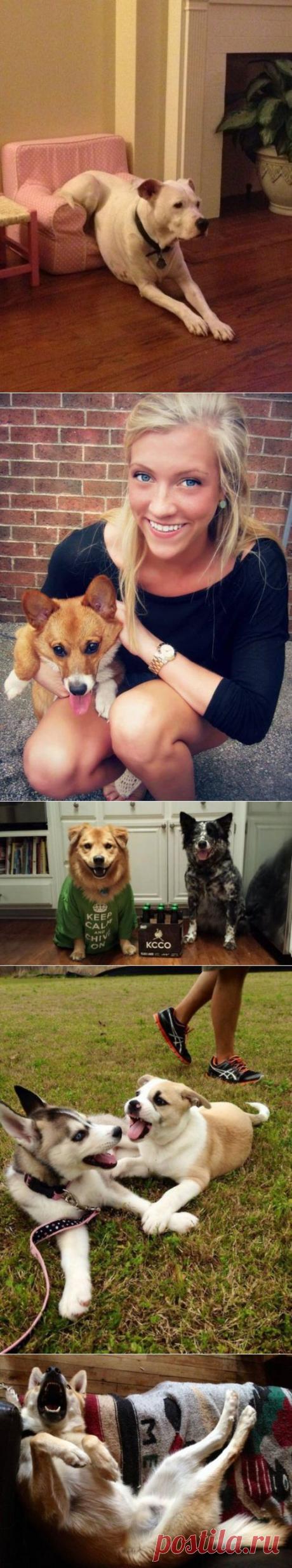 (+1) тема - Без собак и жизнь не та! | Четвероногий юмор