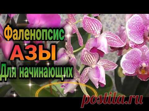 💁Биг лип, мульти мини миди орхидеи,как в этом разобраться новичку ❓  Отвечаю на вопросы.