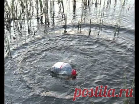 Ловля сомов на банки - Fishing of catfishes on jar