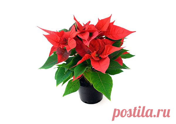 Poinsettia  Free Stock Photo HD - Public Domain Pictures
