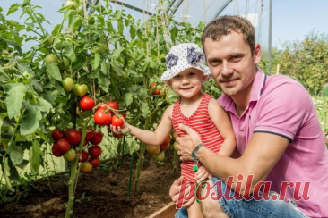 МАЛЕНЬКИЕ СЕКРЕТЫ ВЫРАЩИВАНИЯ ВКУСНЫХ ПОМИДОРОВ  Секрет первый: много света Помидоры нужно сажать там, где они получат много солнечного света. К тому же, помидоры не любят скученности. Лучше всего им на южных склонах, да ещё и защищённых от холодных ветров. Секрет второй: правильный полив Помидоры нужно правильно поливать. Надо помнить,...