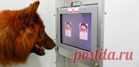 Собаки различают выражение лиц незнакомых людей | Все умницы