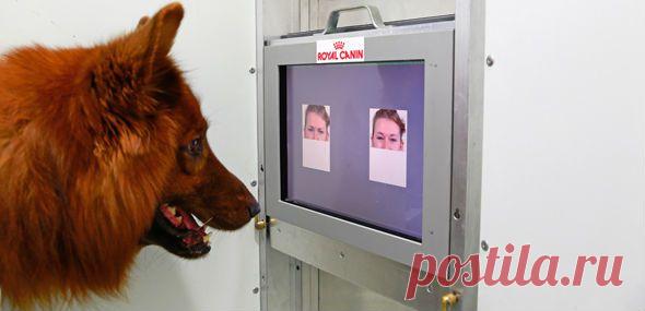 Собаки различают выражение лиц незнакомых людей | Все умницы