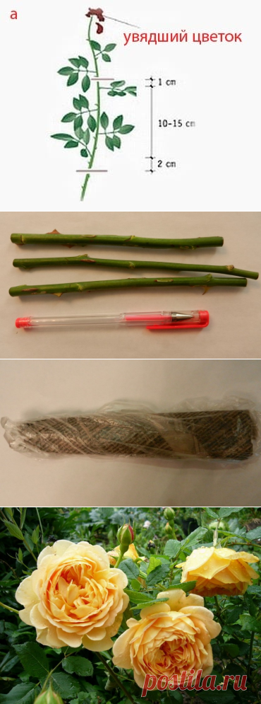 «БУРРИТО» — способ размножения роз — 6 соток