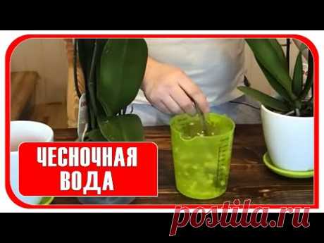 Удобрение для орхидей. Чесночная вода для орхидей в домашних условиях. #орхидеи