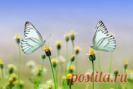 Земля смеется в цветах.