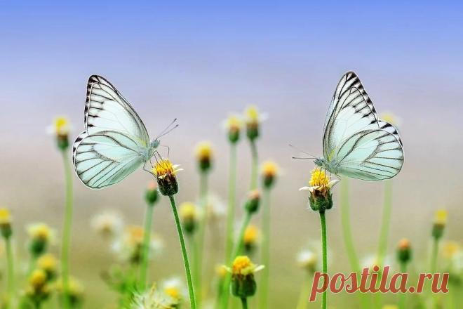 Земля смеется в цветах.