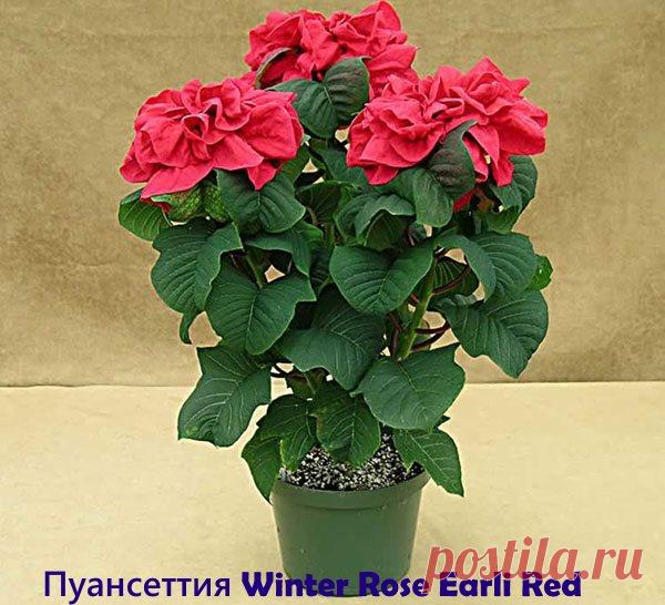 А какой сорт пуансеттии выращиваете дома вы?