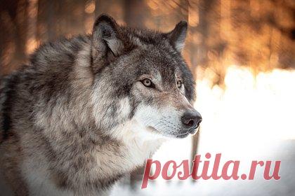 Волков в российском регионе пересчитают впервые за 30 лет. На севере Красноярского края впервые за 30 лет пересчитают волков. Об этом сообщил руководитель исследования, старший научный сотрудник института экологии и географии СФУ Анатолий Суворов, его цитирует ТАСС. Проводить учет популяции хищных особей будут с помощью зимнего маршрутного учета.