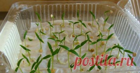 Раствор для быстрого пробуждения семян Заядлые огородники не могут пройти мимо новых сортов той или иной культуры. Иногда пакетиков с семенами скапливается такое количество, что высадить все проблематично. Я сама постоянно с этим сталкиваюсь. Потом нахожу старые семена с истекшим сроком годности. Несколько раз просто выбрасывала. А затем задумалась, есть ли способ их разбудить.