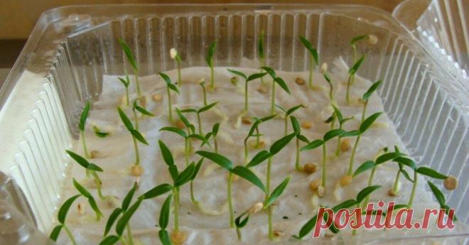 Раствор для быстрого пробуждения семян Заядлые огородники не могут пройти мимо новых сортов той или иной культуры. Иногда пакетиков с семенами скапливается такое количество, что высадить все проблематично. Я сама постоянно с этим сталкиваюсь. Потом нахожу старые семена с истекшим сроком годности. Несколько раз просто выбрасывала. А затем задумалась, есть ли способ их разбудить.