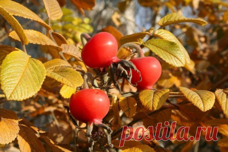 Декоративные деревья и кустарники с красивыми плодами для осеннего сада