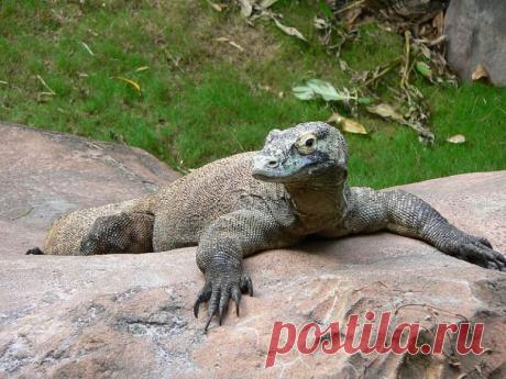 Драконьи забавы -Варан— National Geographic Россия