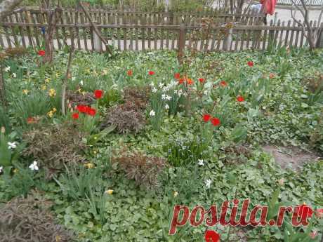 во саду тюльпаны