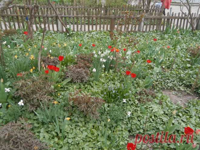 во саду тюльпаны