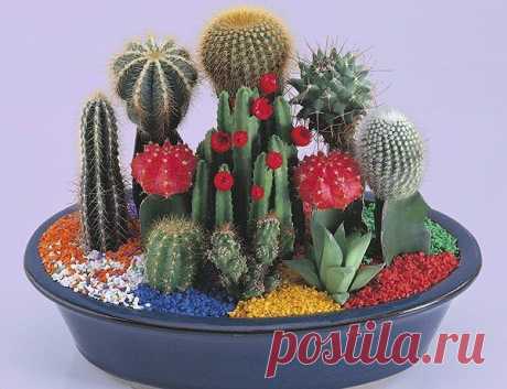 Аранжировка комнатных растений | Страна Полезных Советов