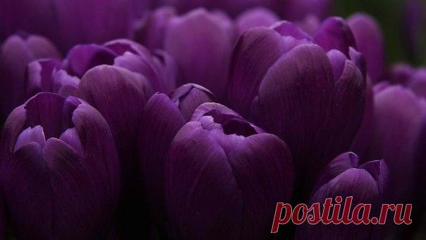 Я люблю ✿ ЦВЕТЫ ✿ | I ♥ Flowers