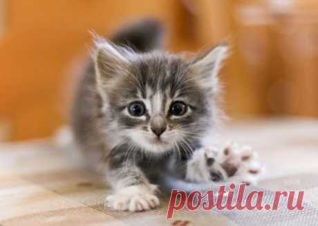 Удобная кормушка для кота своими руками Столик для кормления котика
