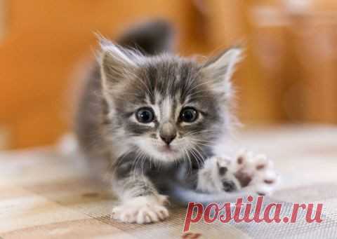 Удобная кормушка для кота своими руками Столик для кормления котика