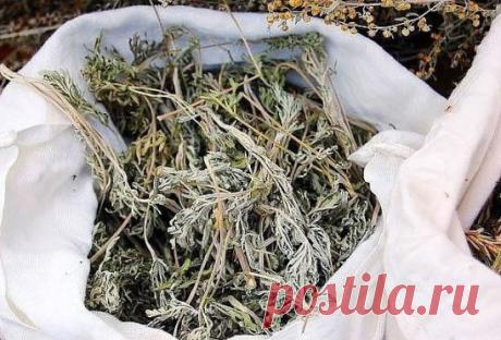 Полынь-трава – горькое супер-лекарство от болезней